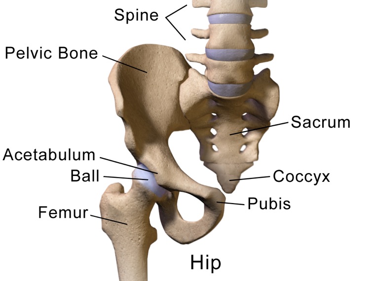 Labeled anatomy of the hip joint: ball-and-socket of femur and pelvis